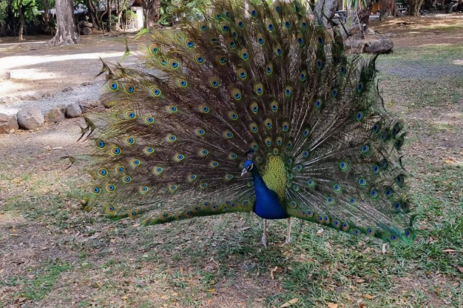 Casela Nature Park & Flic en Flac Beach